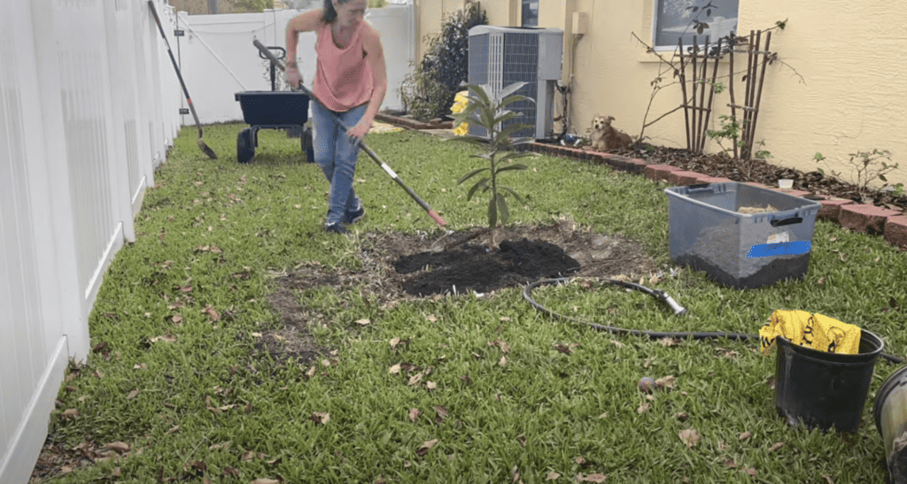 Planting Fruit Trees